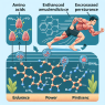 Cómo afecta Aminoácidos a la resistencia muscular
